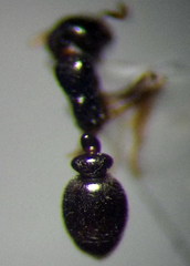 Cardiocondyla stambuloffii