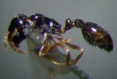 Cardiocondyla stambuloffii