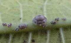 Ceroplastes rusci