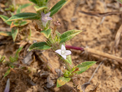 Hexasepalum apiculatum
