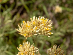 Achyrocline saturejoides