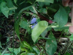 Commelina diffusa gigas