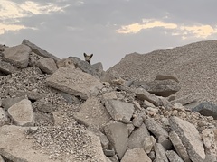 Vulpes vulpes arabica
