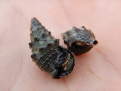 Cerithium uncinatum