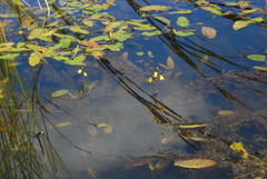 Utricularia australis