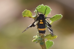 Amata sperbius