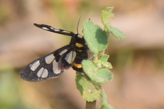 Amata sperbius