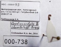 Cardiocondyla stambuloffii