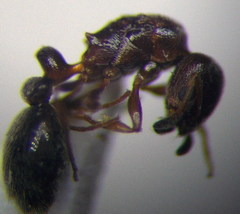 Cardiocondyla stambuloffii