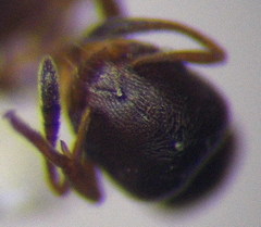 Cardiocondyla stambuloffii