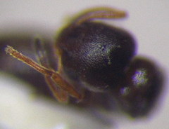 Cardiocondyla stambuloffii