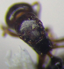 Cardiocondyla stambuloffii