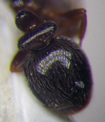 Cardiocondyla stambuloffii