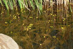 Utricularia australis