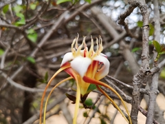 Strophanthus petersianus