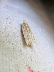 Helcystogramma hystricella