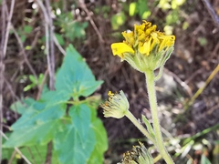 Verbesina coahuilensis