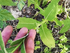 Verbesina coahuilensis