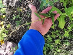Verbesina coahuilensis