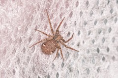 Pulchellodromus
