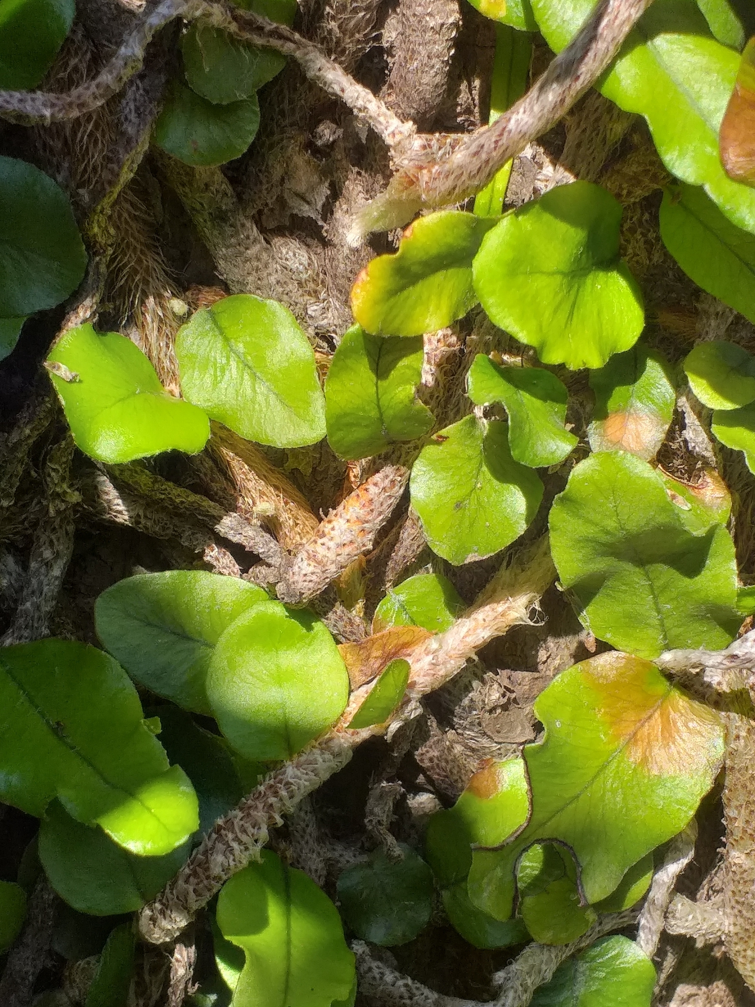 Microgramma vacciniifolia