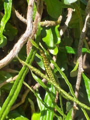 Microgramma vacciniifolia