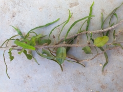 Microgramma vacciniifolia