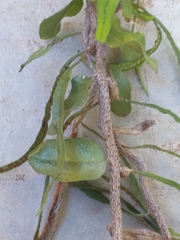 Microgramma vacciniifolia