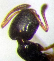 Cardiocondyla stambuloffii