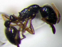 Cardiocondyla stambuloffii