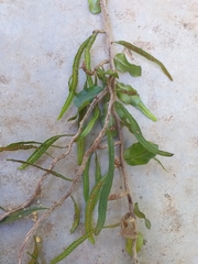 Microgramma vacciniifolia