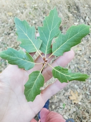 Quercus × ganderi