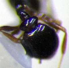 Cardiocondyla stambuloffii