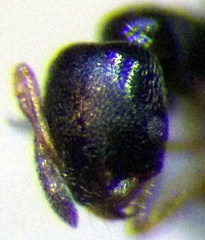 Cardiocondyla stambuloffii