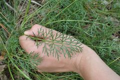 Jacobaea adonidifolia
