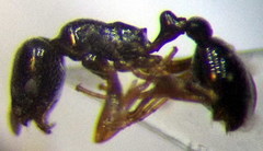 Cardiocondyla stambuloffii