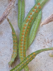 Microgramma vacciniifolia