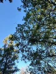 Quercus × ganderi