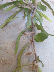 Microgramma vacciniifolia