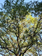 Quercus × ganderi
