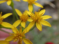 Jacobaea adonidifolia