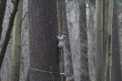 Sciurus vulgaris