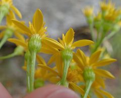 Jacobaea adonidifolia