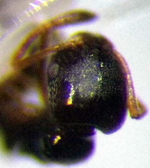 Cardiocondyla stambuloffii