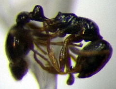 Cardiocondyla stambuloffii