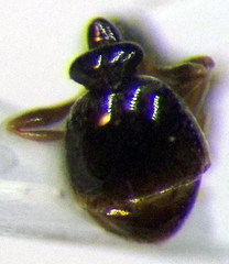 Cardiocondyla stambuloffii