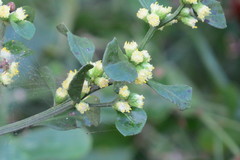 Baccharis glomeruliflora image