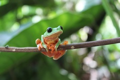 Agalychnis moreletii