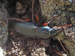 Harpalus rubripes