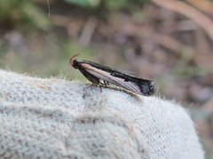 Dichomeris setosella